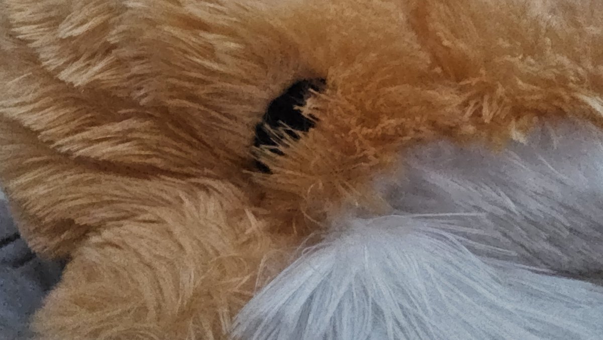 백 단풍 tweet media