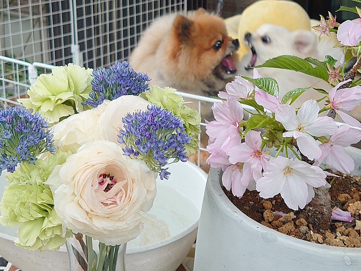 ぴよりん🐥ｵﾌﾞｼﾞｮｲﾄｲ tweet media