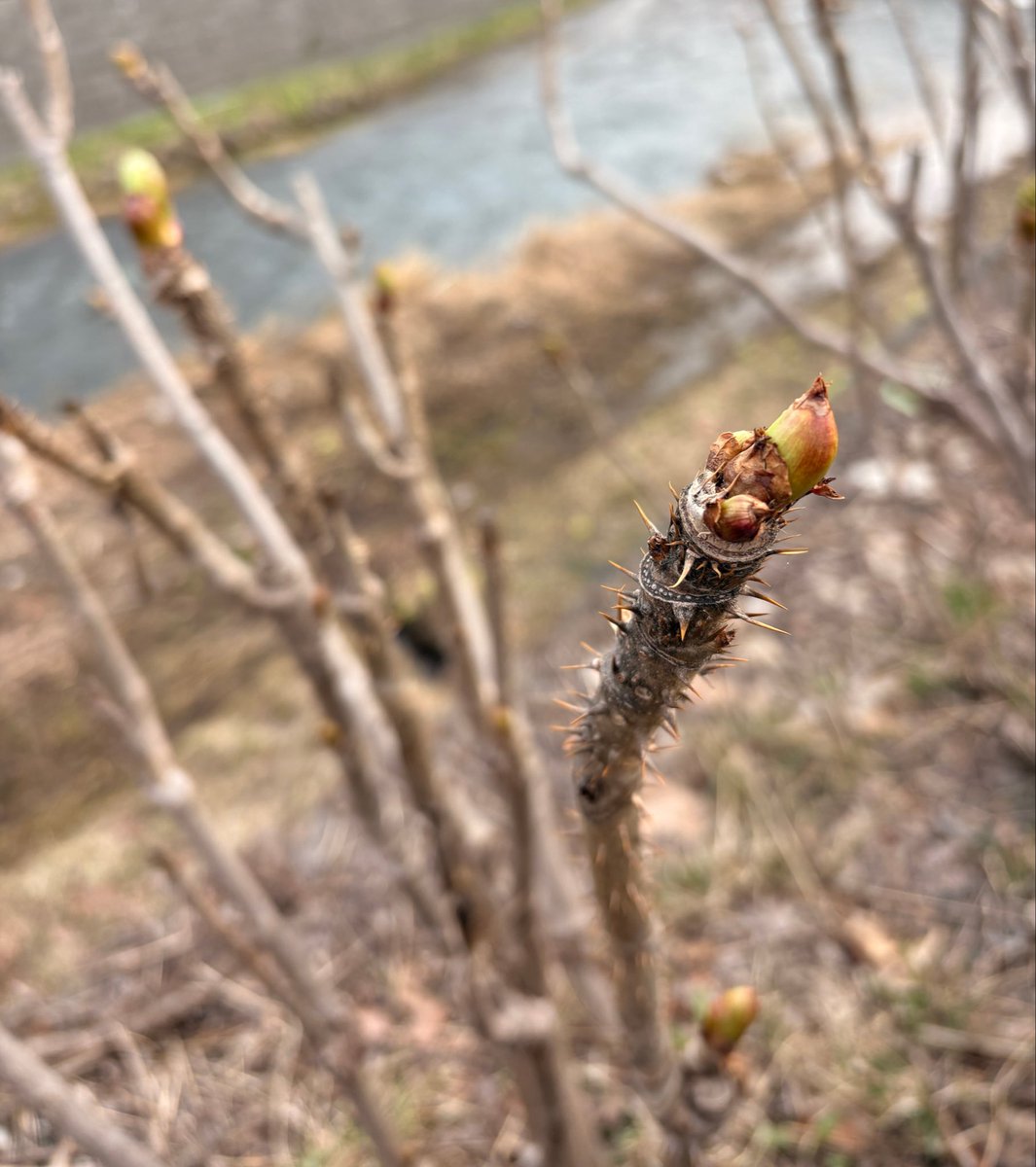 子供を学校の途中まで
歩いて見送り帰り道。
タラの芽かな？？どうかな？？
北国にも春の風が吹いています🌱