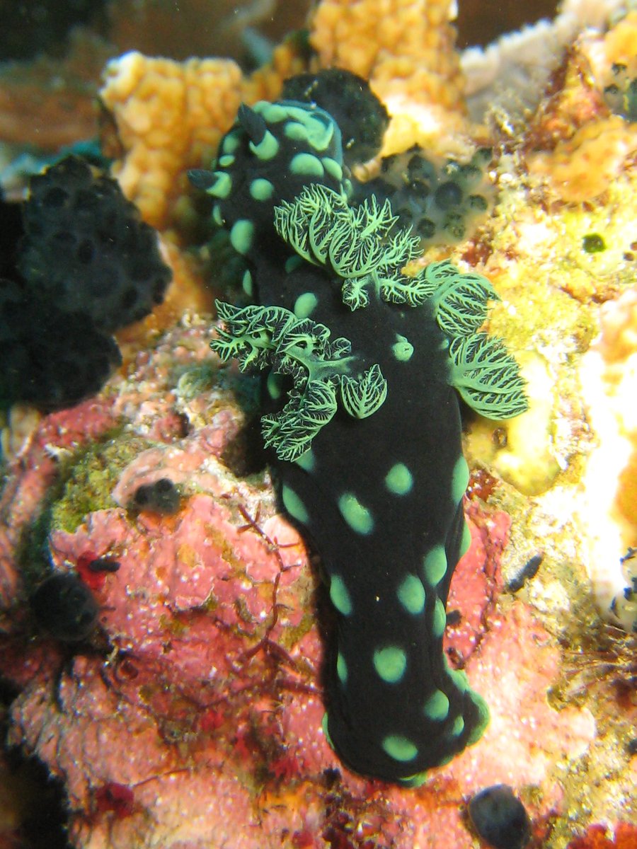 Daily Dive Pic tweet media