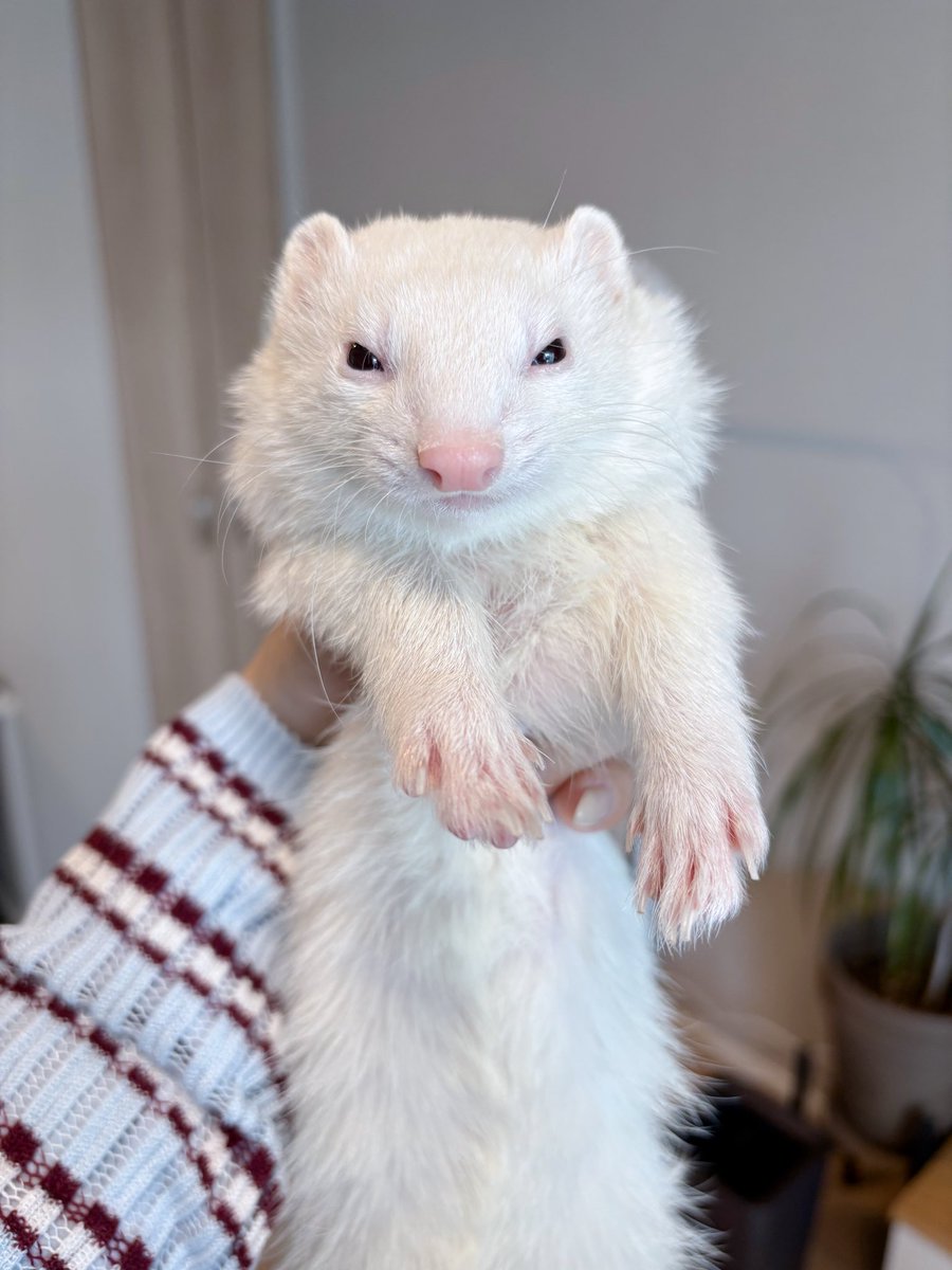 ウユちゃん tweet media