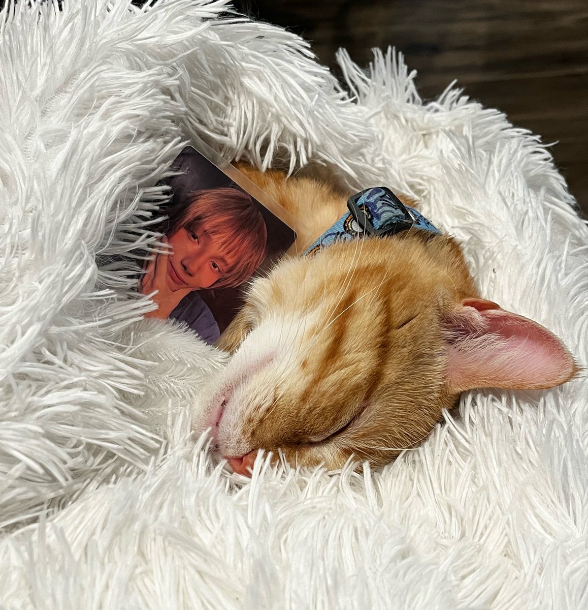 7th year: aki ˚₊·—̳͟͞͞𖤐 tweet media