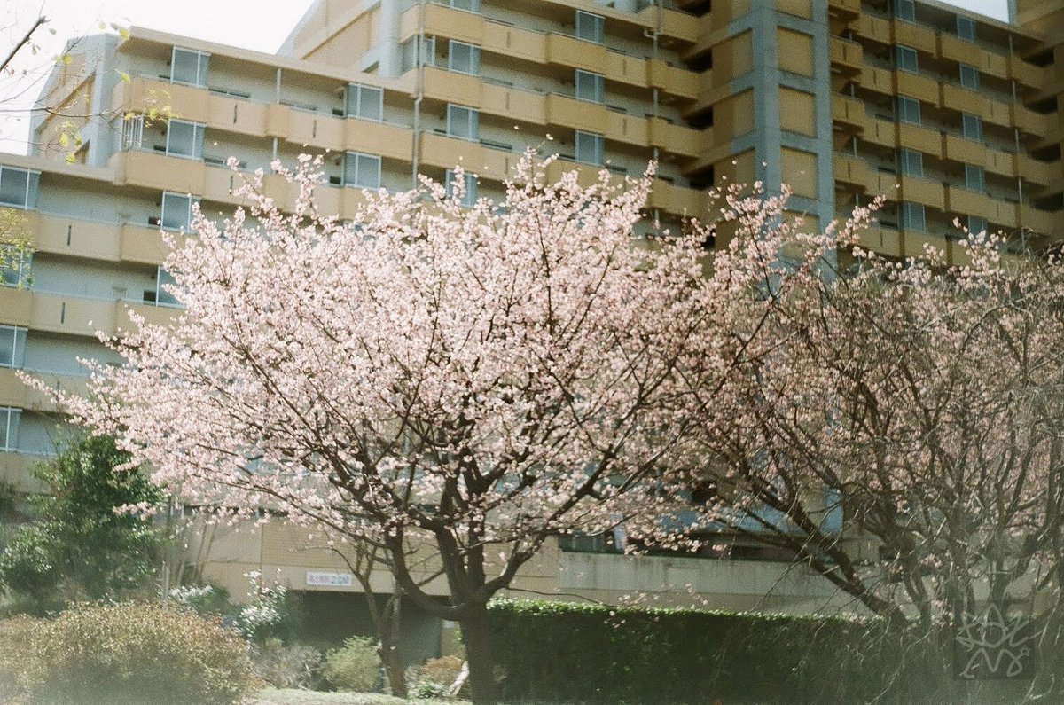 Laxmi777's tweet image. おはよ。
朝から雑草抜きすいよ。

Ihagee Exakta VX（M42） 1951GDR
PENTACON auto MULTI COATING 50/1.8
Fuji業務用100 期限切れフィルム
#film #filmphotography #filmcamera #チャンプカメラ #フィルム写真 #フィルムカメラ