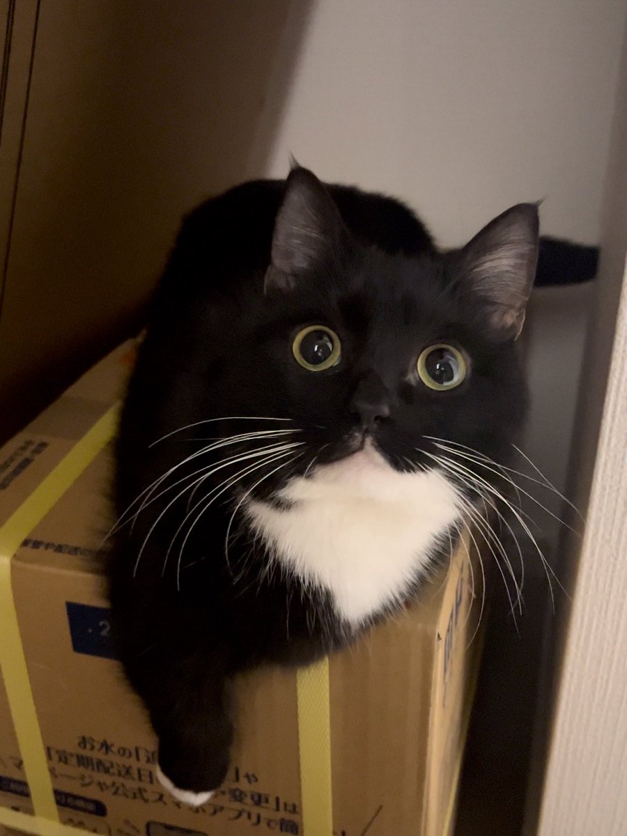 こはぜ tweet media