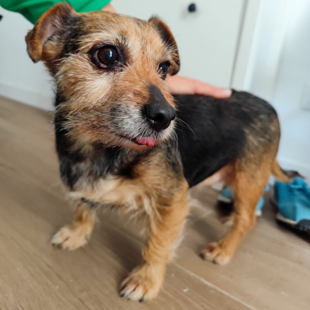 NUEVA VIDA ADOPCIONES tweet media