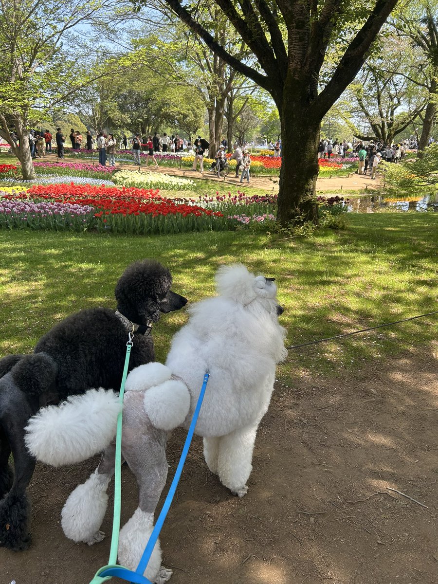 She_animal's tweet photo. 先日、ようやく3mのリードを買いまして！もう、大ハマりです❤️
普段の散歩、大型二頭引きで2.1mはやけに短いし、4.5mは長すぎたんです
人、犬多い昭和記念でも上手く捌けた(はず)😆長さに余裕が出ると犬の行動も自然に♪ https://t.co/lJGjIGvEYi