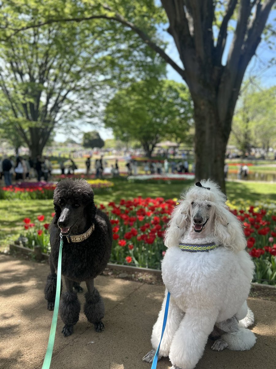 She_animal's tweet photo. 先日、ようやく3mのリードを買いまして！もう、大ハマりです❤️
普段の散歩、大型二頭引きで2.1mはやけに短いし、4.5mは長すぎたんです
人、犬多い昭和記念でも上手く捌けた(はず)😆長さに余裕が出ると犬の行動も自然に♪ https://t.co/lJGjIGvEYi