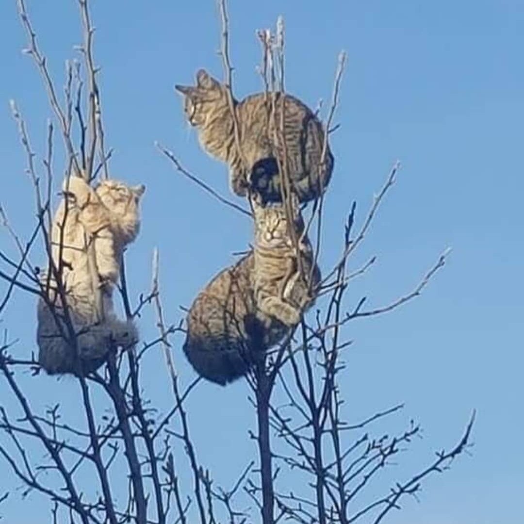 Punch Cat tweet media