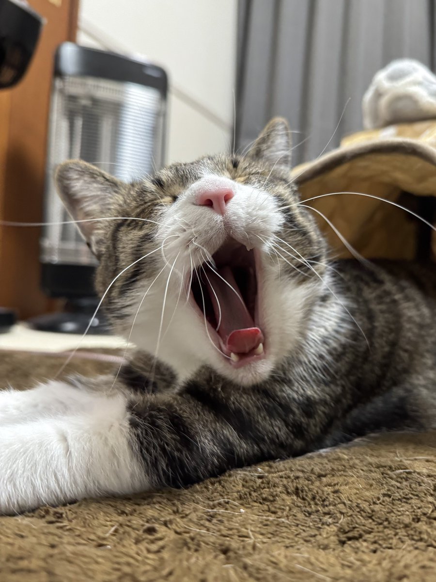 おはようございにゃ〜🐾