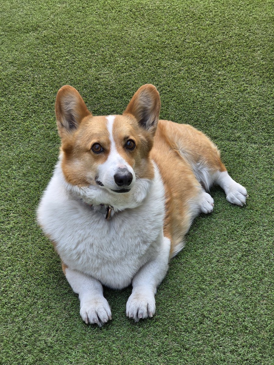 ダンク tweet media