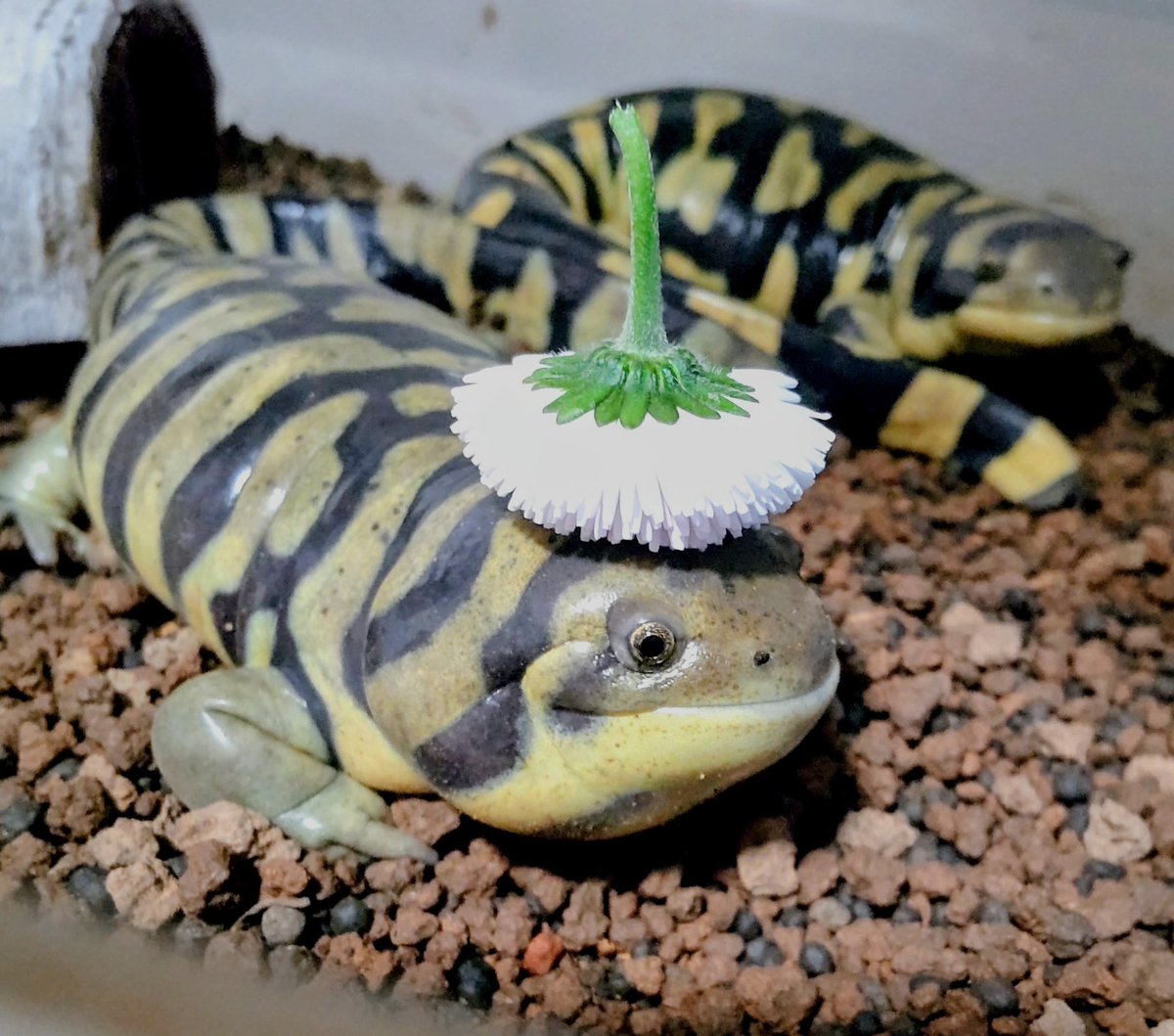 ぴ🐸❤frogs tweet media