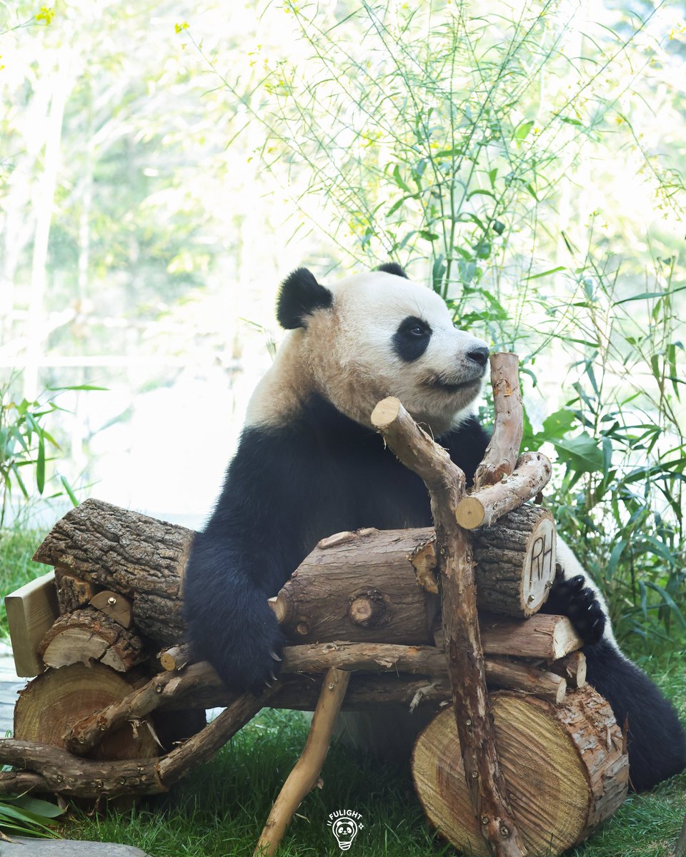 FULIGHT.BAO tweet media