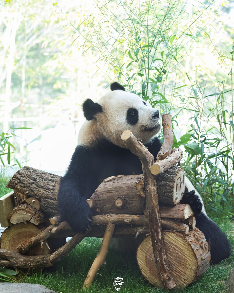 FULIGHT.BAO tweet media