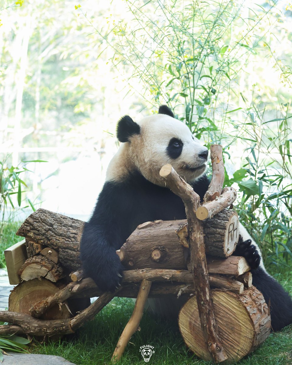 FULIGHT.BAO tweet media