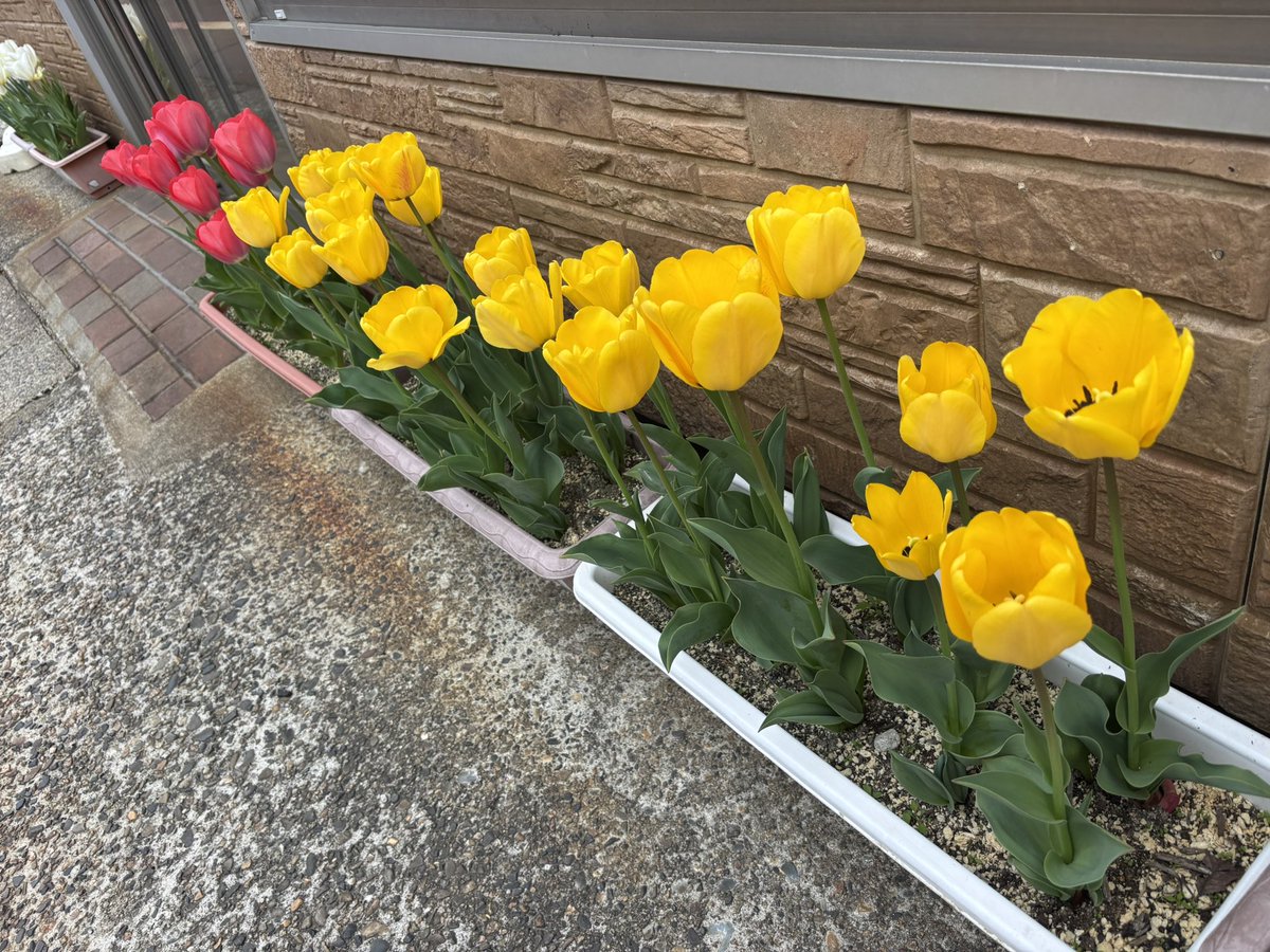 リビドー tweet media