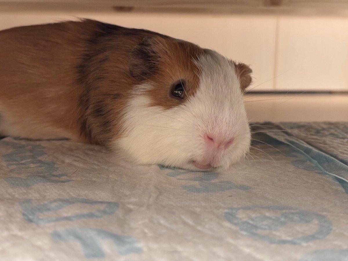 *ゆったりハリーさん*羊毛フェルト tweet media