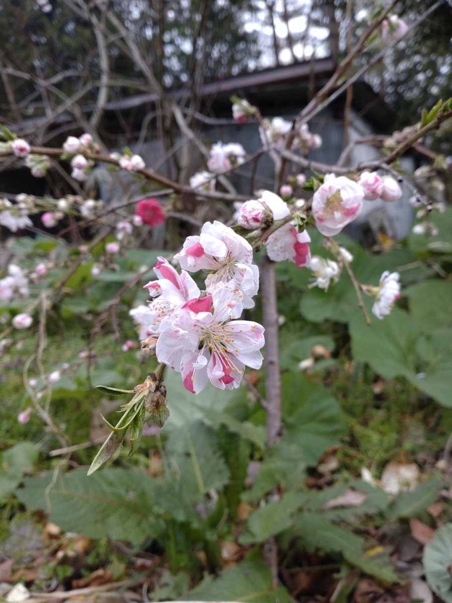 一昨年買った花桃が少しづつ大きくなっています。家の庭にも春が沢山になって来ました！
#シェア天
#空ネット
#ふくいま
＃ゴジてれ