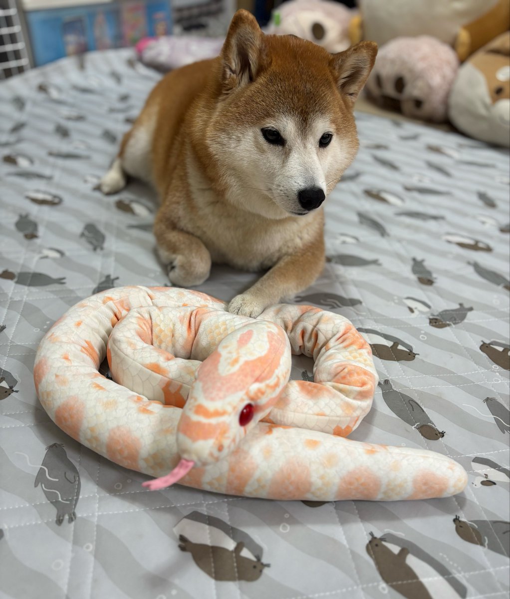 蛇さん…噛んでごめんワン
#柴犬　#犬
#蛇と柴犬
#柴犬が好きすぎるで使っていいよ