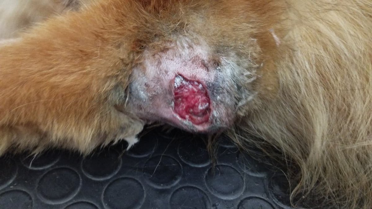 adrijaz. tweet media