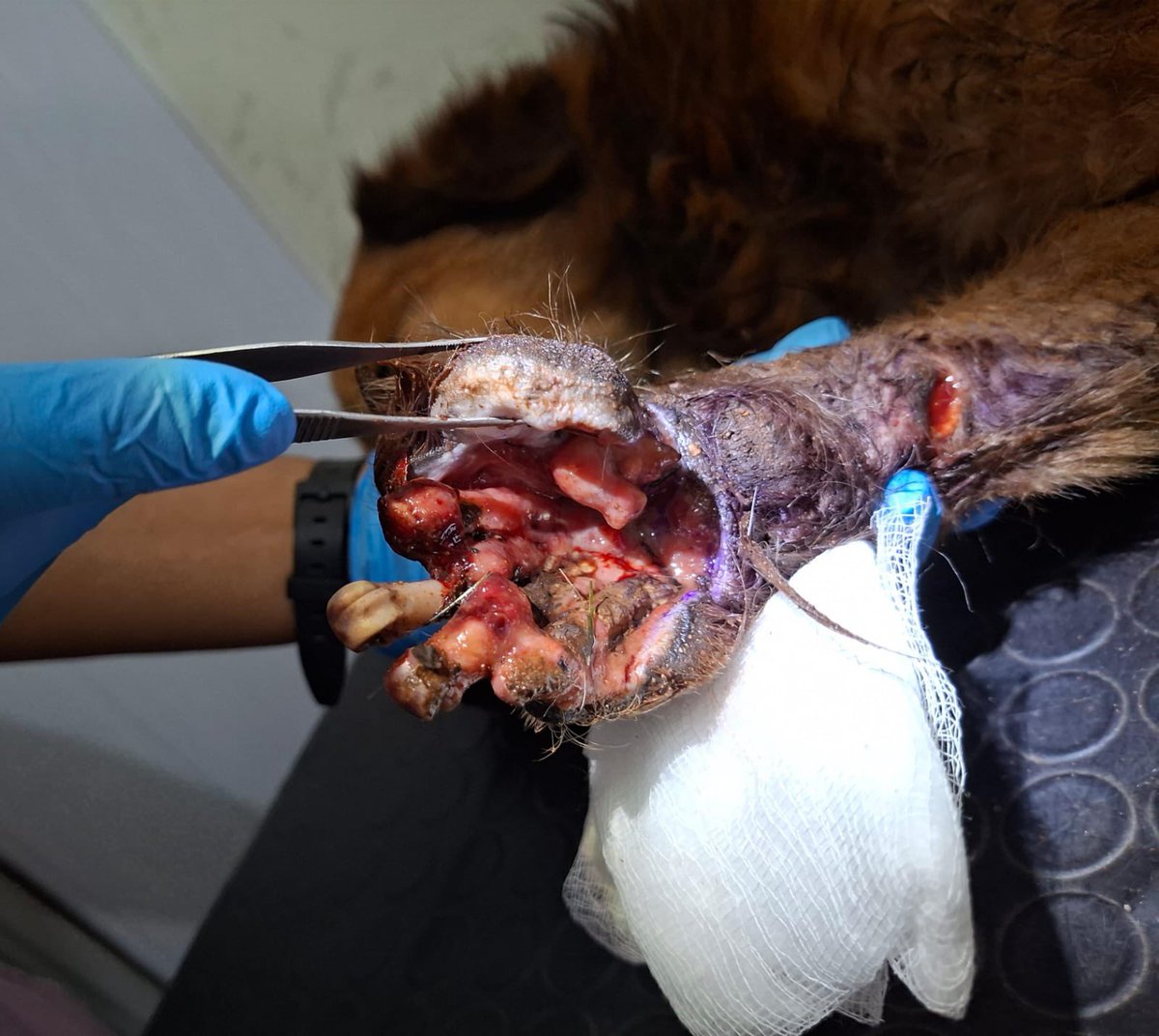 adrijaz. tweet media