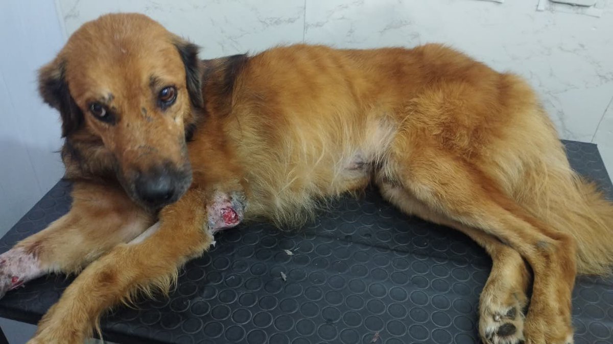 adrijaz. tweet media