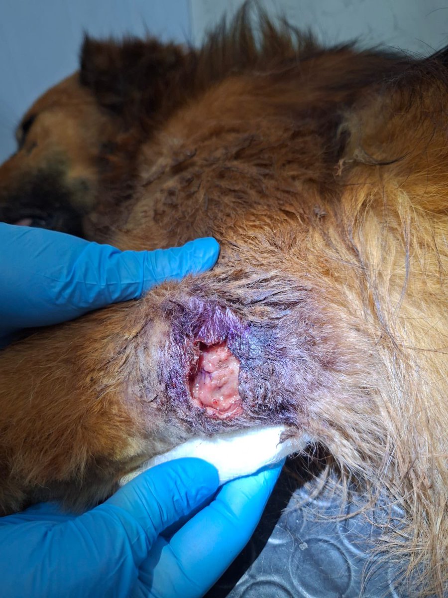 adrijaz. tweet media