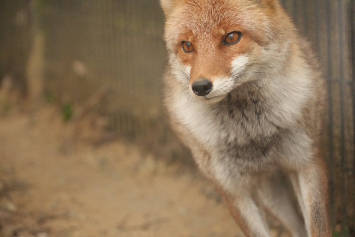 ポピー（ヒナゲシ）📍 tweet media