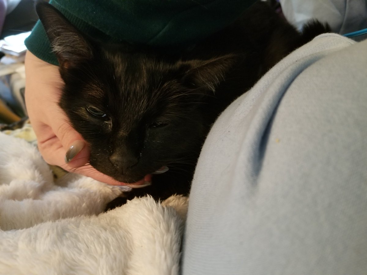 TheRileyOMalley's tweet image. So I had to dip into both funding resources to help Harley, and 8am tomorrow requires further diagnostics. I still need a chunk of money before tomorrow, so any help is appreciated 

ko-fi.com/rileyomalley/g…

#mutualaid #pets #crowdfunding