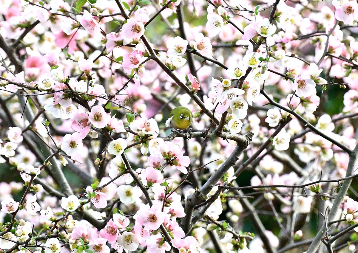 nisy03's tweet photo. https://t.co/YywGyyOm78メジロ＆ボケの花 https://t.co/26eaBDAShT