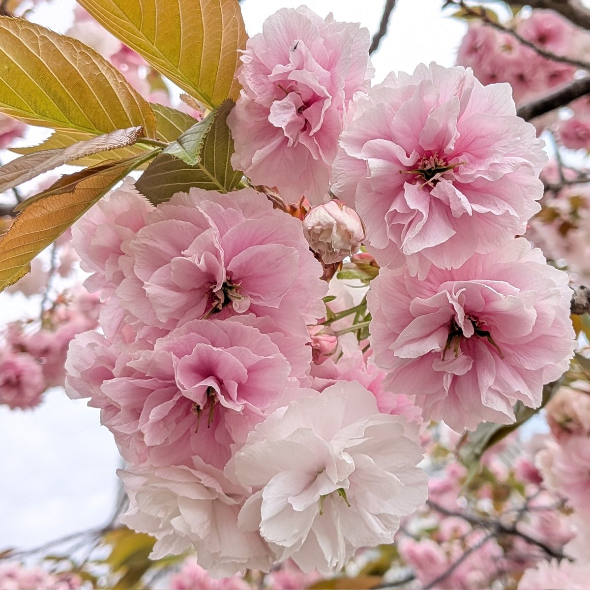 ねしあ．🍜🥔 tweet media