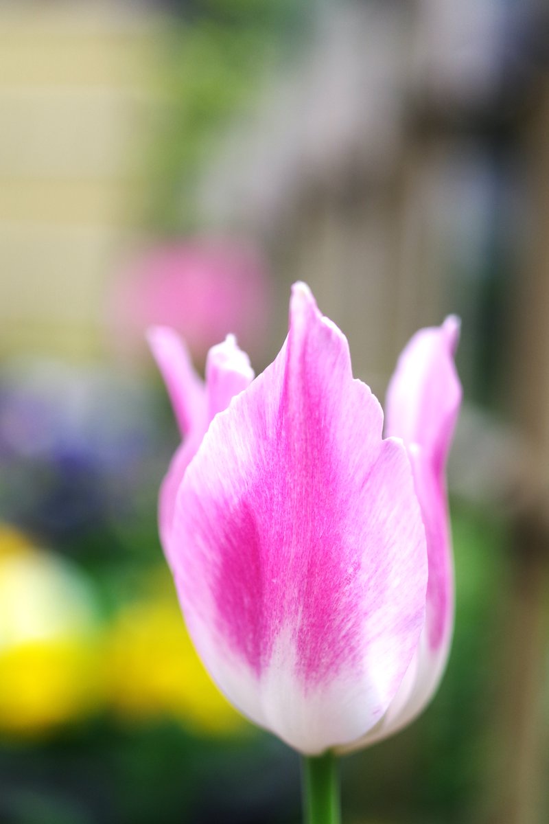 ほしかす tweet media