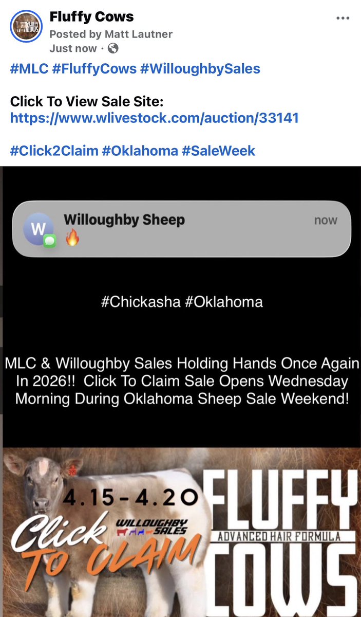 mattlautner's tweet image. #MLC #FluffyCows #WilloughbySales 

Click To View Sale Site:
wlivestock.com/auction/33141

#Click2Claim #Oklahoma #SaleWeek
