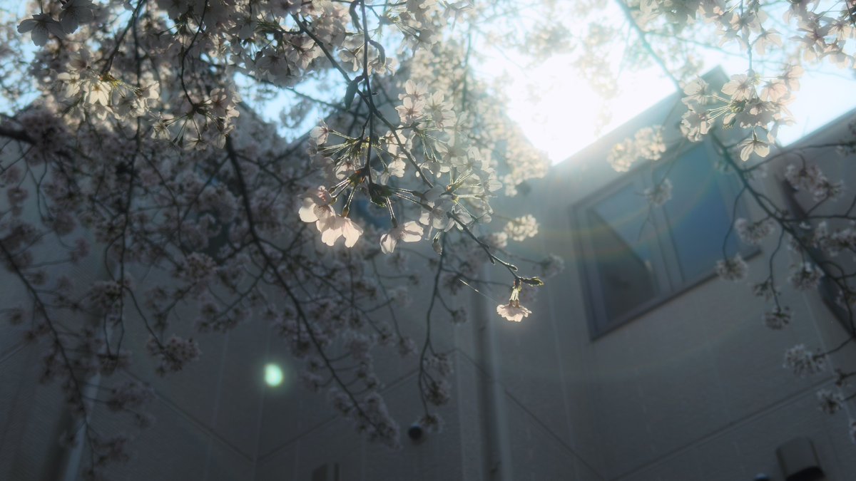 fx8uintokyo's tweet image. 今年の桜は2週間の命だったな

#FindX8Ultra