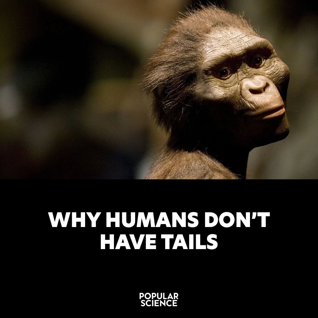 Popular Science tweet media