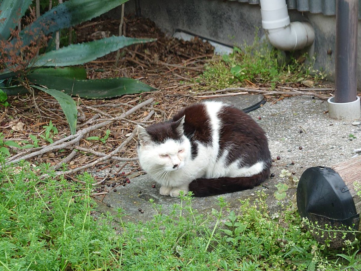 青島猫を支援する会-青島・島民15人猫100匹以上の島- tweet media
