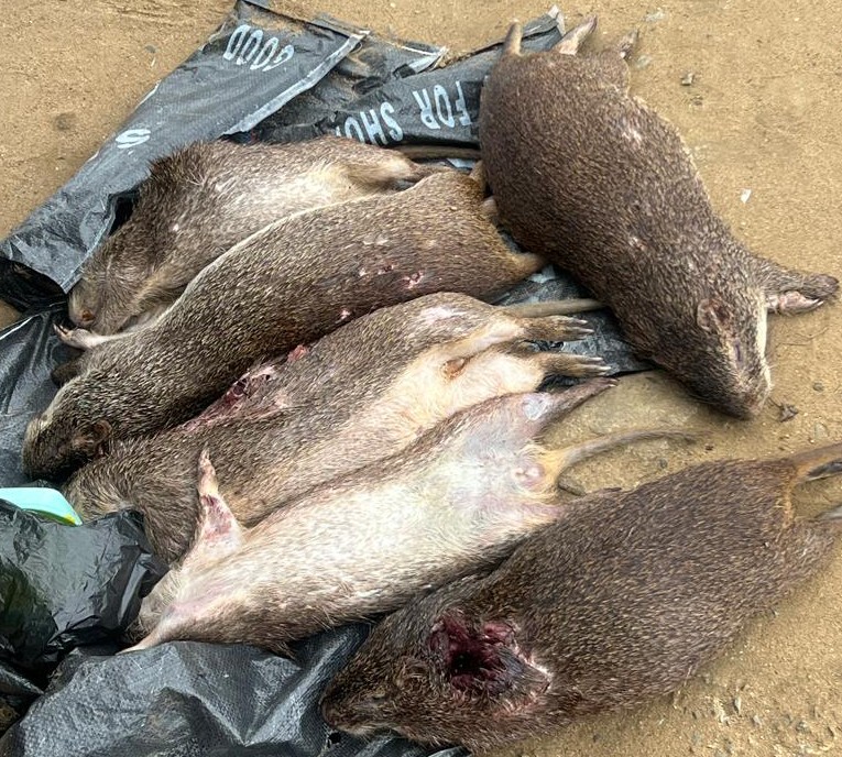 Prince(プリンス)🇳🇬🇯🇵 tweet media