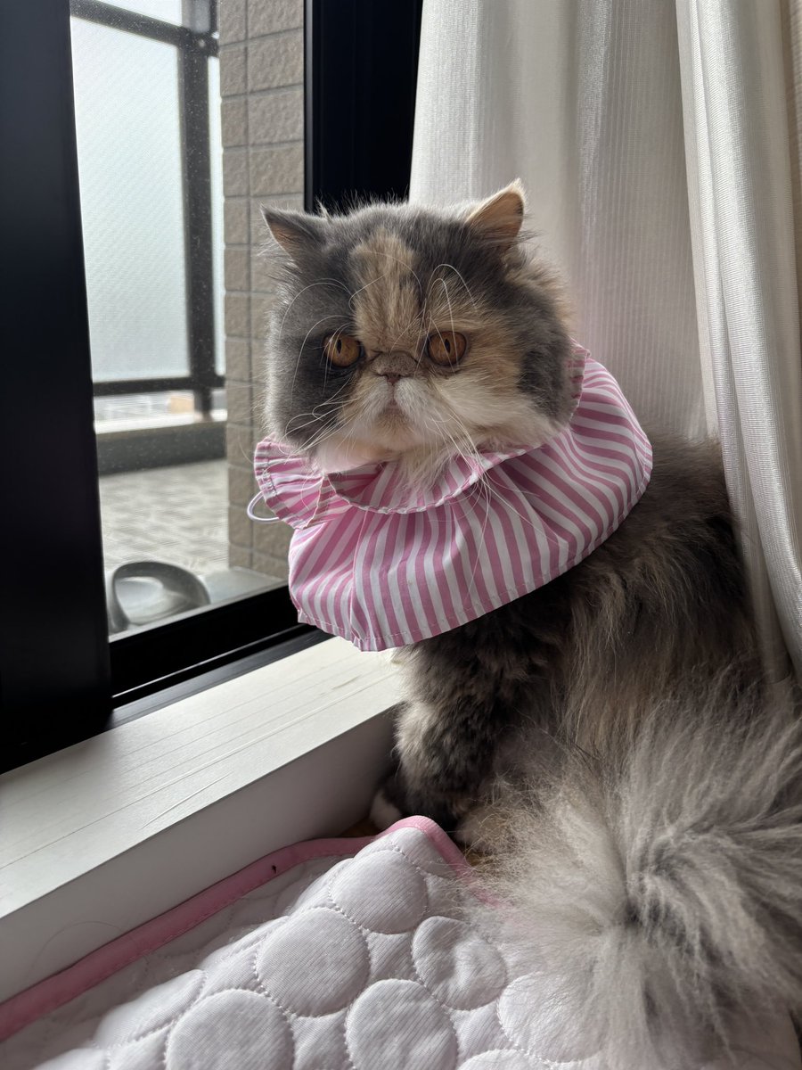 ちゃん子 tweet media