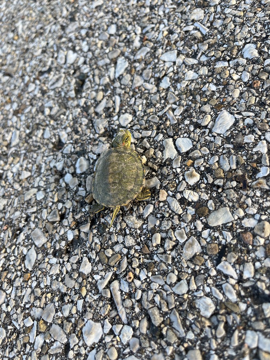 SassyBluegrassy tweet media