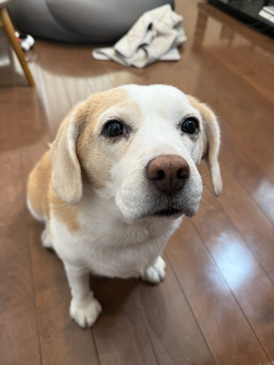 🐶♀リモーネ♀🐶 tweet media