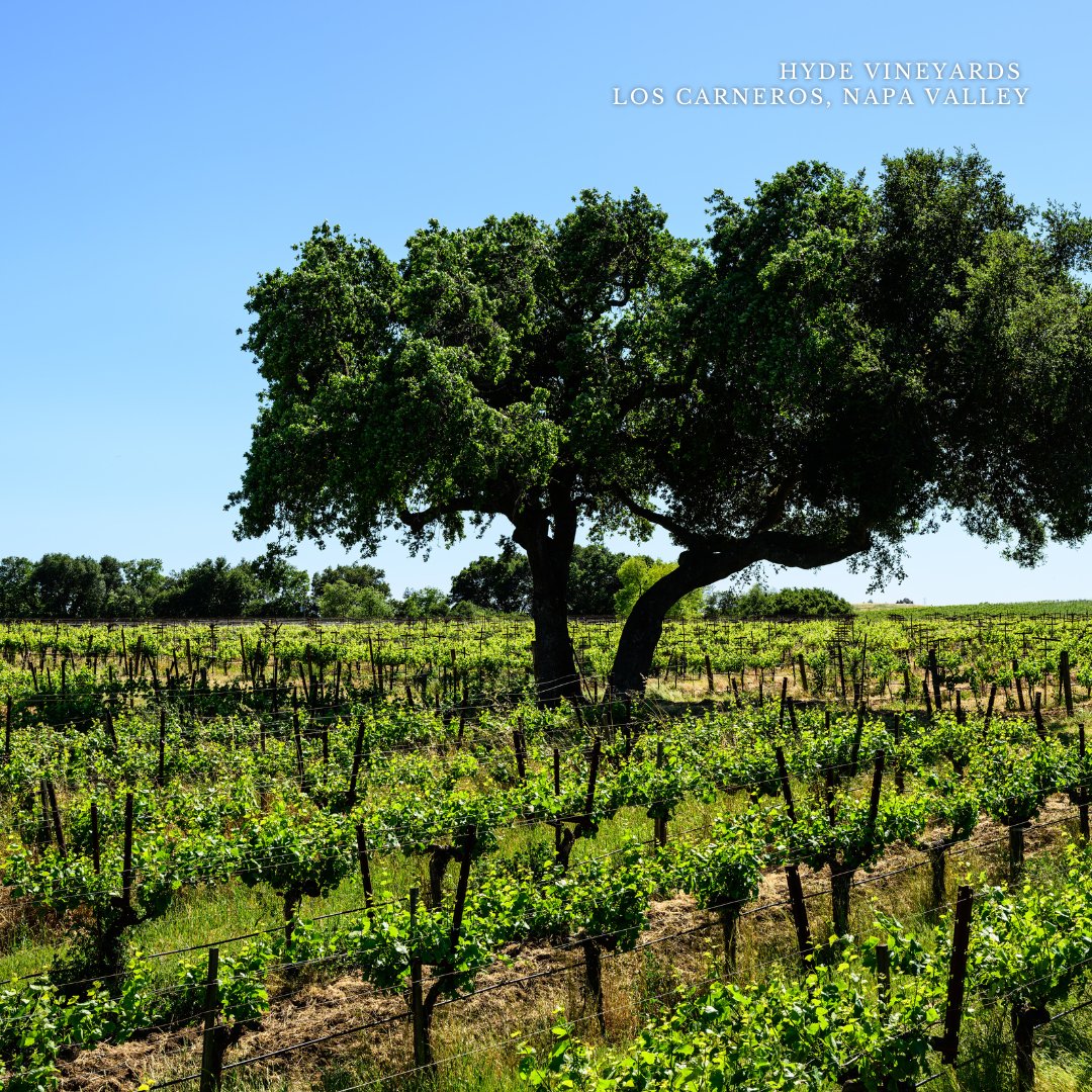 Schramsberg's tweet photo. Nature’s putting on a show in Carneros 🌱All that’s missing is a glass in your hand. 🍷🥂

#schramsberg #daviesvineyards #sparklingwine #napawines #carnerospinot #winecountry #pinotnoir #napavalley https://t.co/dRXWxgRtpq