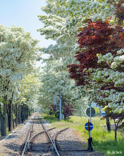 Aurora_5100's tweet photo. 🌸 전주 팔복동 이팝나무 철길, 봄에 꼭 가야 할 이유

전북 전주시 덕진구 팔복동에 위치한 이팝나무 철길은
매년 봄, 새하얀 꽃이 철길을 따라 터널처럼 피어나며
마치 눈이 내린 듯한 환상적인 풍경을 만들어내는 
전국 대표 사진 명소입니다.

이팝나무 꽃은 쌀밥처럼 하얗고 풍성하게 피어나
이름 그대로 ‘이팝(쌀밥)’을 닮아 더욱 특별한 의미를 
갖고 있어요.

위치 & 핵심 포인트

* 위치: 팔복동 이팝나무 철길
* 주요 구간: 약 1km (사진 명소 구간 약 630m)
* 대표 포토존: 금학교 다리 주변
특히 철길 위에 서서 양옆으로 펼쳐진 꽃터널을 담으면
인생샷 확정 코스입니다.

2026 전주 이팝나무 축제 정보

* 기간: 4월 25~26일 + 5월 1~3일 (총 5일)
* 시간: 10:00 ~ 18:00 (일부 야간 연장 가능)
* 장소: 팔복예술공장 일원
* 프로그램: 먹거리, 체험, 공연, 수공예 부스 등

평소에는 출입이 제한된 철길이
이 시기에만 한시적으로 개방됩니다.

방문 꿀팁

* 주차: 팔복예술공장 또는 주변 도로
* 추천 시간: 이른 아침 or 평일 (혼잡 회피)
* 주의: 화물열차 간헐 운행 → 안전 필수
* 코스 추천: 이팝나무 철길 + 전주 한옥마을 
  (차로 약 15~20분)

이곳은 팔복예술공장과 함께 방문하면 더 좋고, 
전주 한옥마을에서 차로 15~20분 정도 거리예요. 
하얀 꽃터널 속 철길 사진이 정말 인생샷으로 유명하죠!