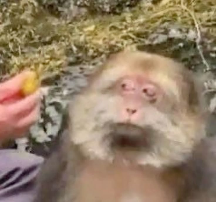 𝚖𝚎𝚛𝚕𝚒𓇢 tweet media