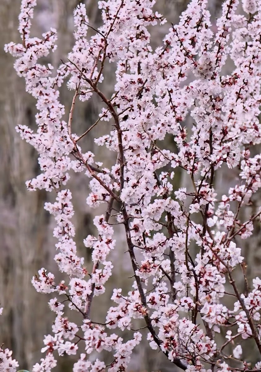 SinghManju37713's tweet image. Aryan Valley, Home to the enchanting Brokpa tribe, often believed to be descendants of ancient Indo Aryans, the valley carries a rare legacy, reflected in their striking features 😍, vibrant traditions, and untouched way of life. Apricot Blossom Festival. 
#Leh #aryans