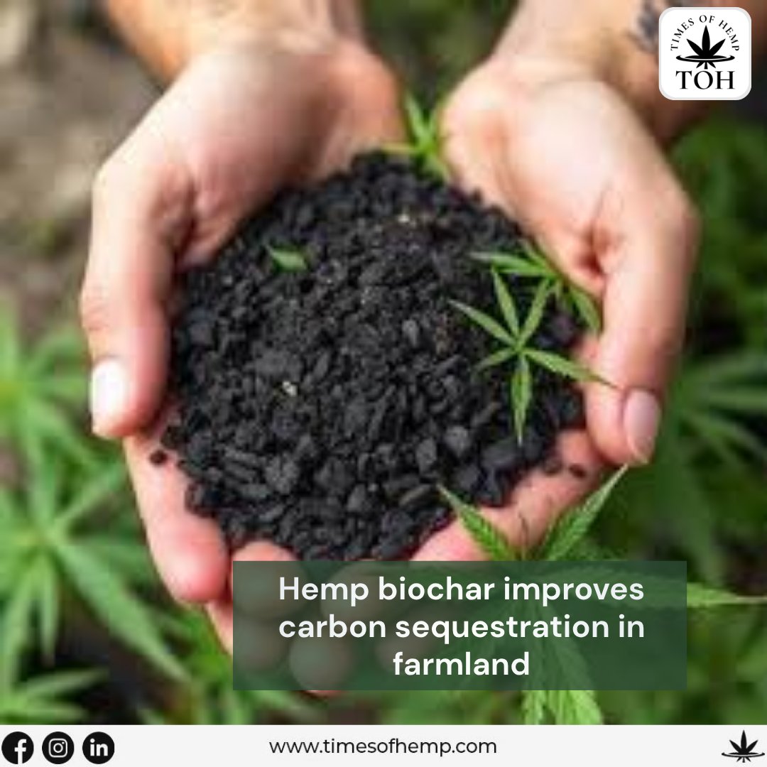TimesofHemp's tweet image. Hemp Biochar 🌱🔥

Hemp biochar is proof that innovation can come from nature itself—improving soil, locking carbon, and giving farming a smarter, greener edge. Simple idea, powerful impact. 🌾🌏

From earth, for earth.

#HempBiochar #SoilImprovement #CarbonCapture #TimesOfHemp