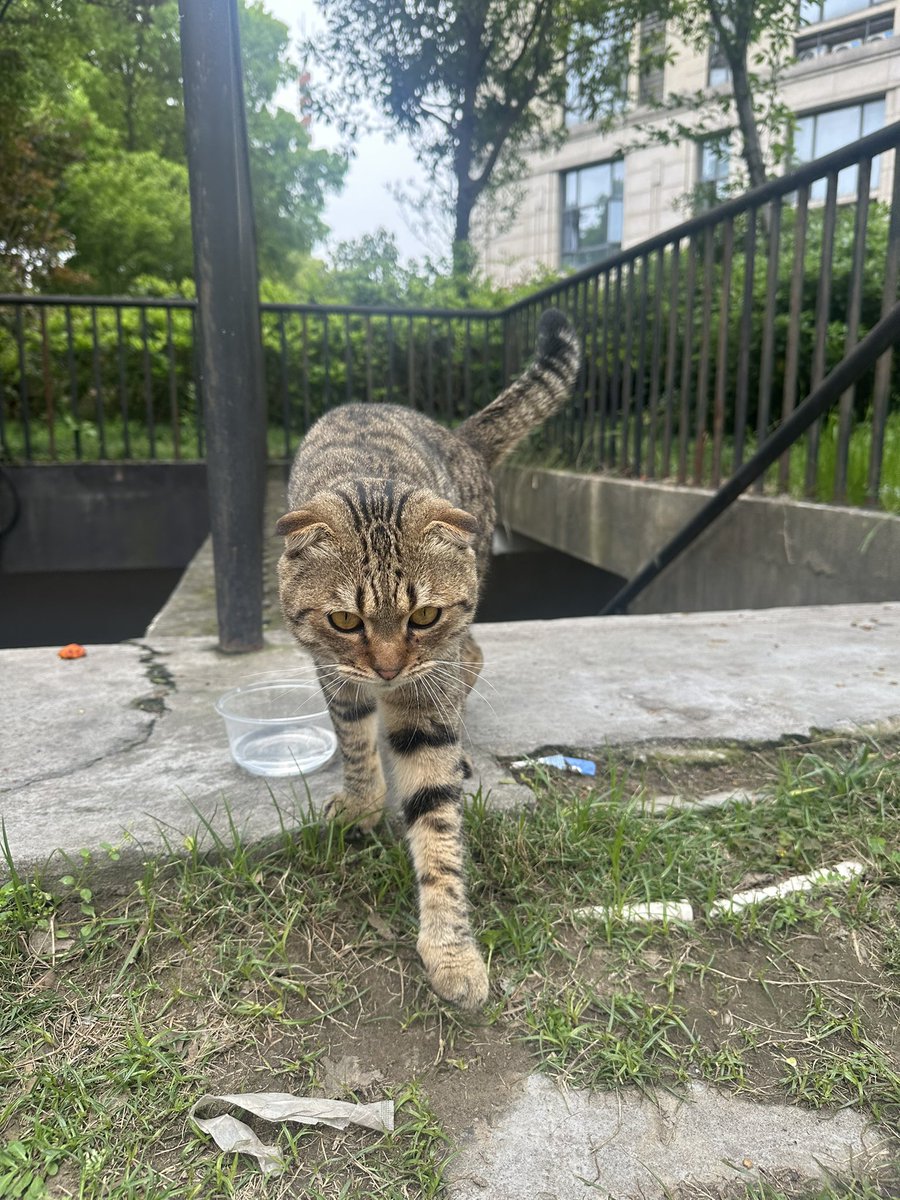 Hoshi the cat 🐯 tweet media