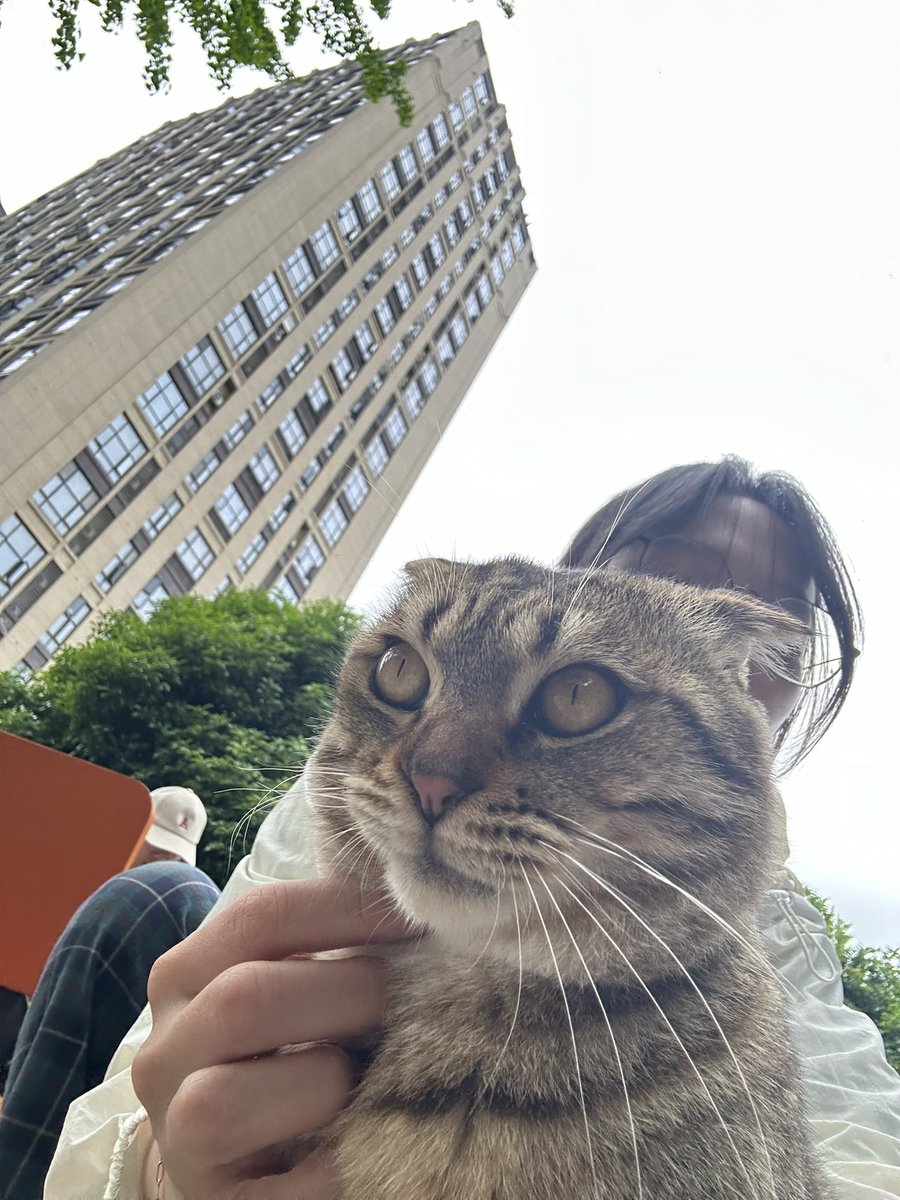 Hoshi the cat 🐯 tweet media