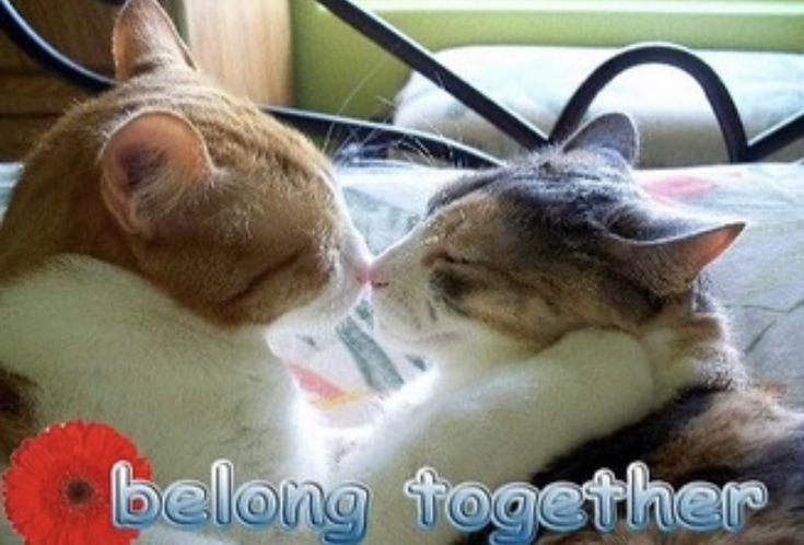 frankie ⚧︎ tweet media