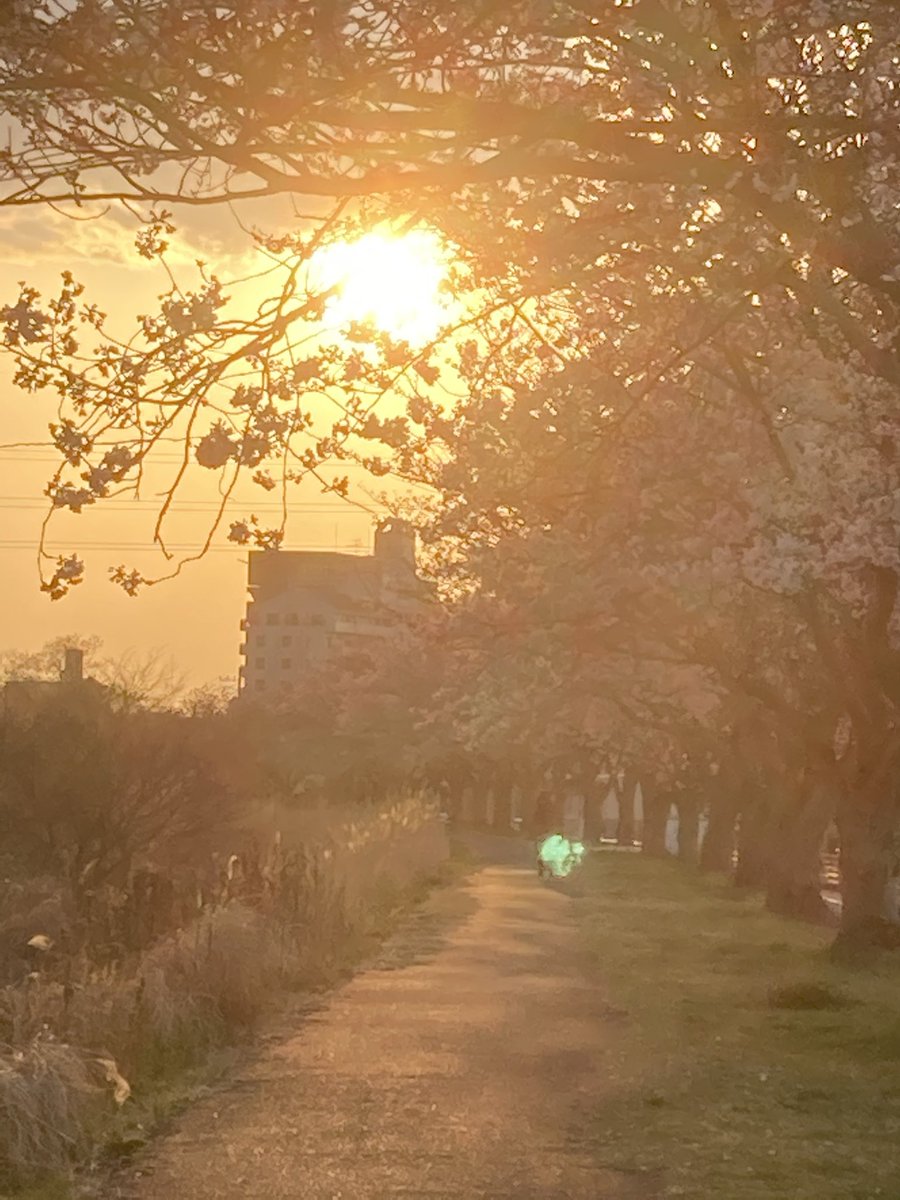 縞ねこ🐈🌻🌻🌻 tweet media