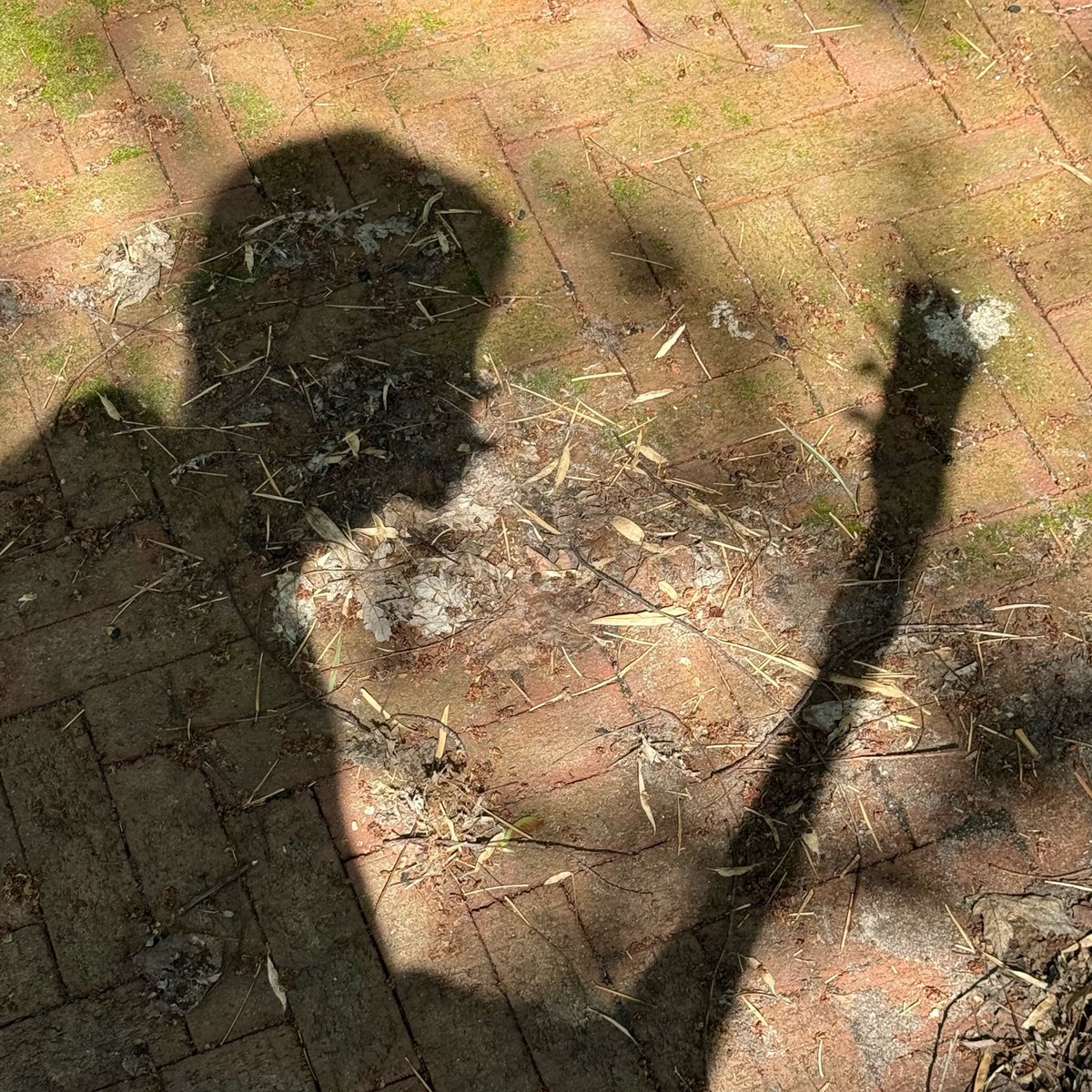 olip ( ͡•. •. ͡ ) tweet media