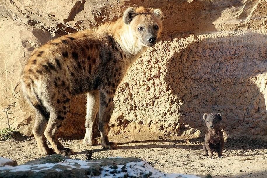 woof "pronouns" woofington tweet media